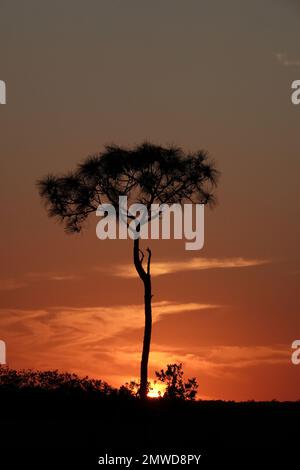 Un grand pin en silhouette au coucher du soleil, parc national des Everglades, Floride Banque D'Images