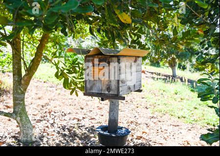 abeille maison ruche dans le jardin, nid d'abeille en bois dans le verger tropical sous l'arbre Banque D'Images