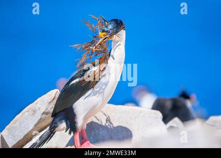 Scories impériales (Leucocarbo atriceps) transportant du matériel de nidification, îles Falkland, Amérique du Sud Banque D'Images