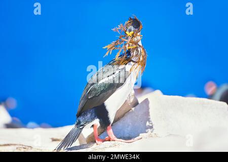 Scories impériales (Leucocarbo atriceps) transportant du matériel de nidification, îles Falkland, Amérique du Sud Banque D'Images