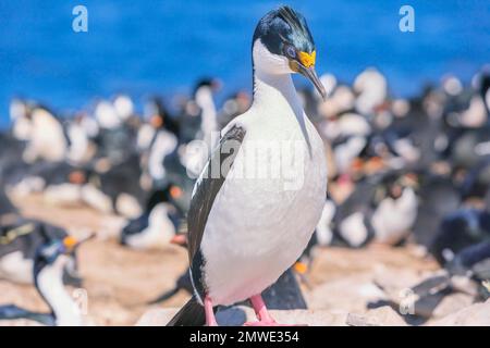 Colonie de cerfs impériaux (Leucocarbo atyceps), île Sea Lion, îles Falkland, Amérique du Sud Banque D'Images