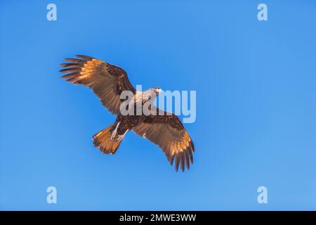 Caracara strié (Phalcoboenus australis) en vol, îles Falkland, Amérique du Sud Banque D'Images