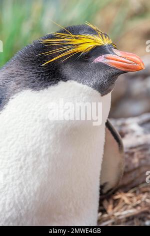 Gros plan d'un pingouin macaroni (Eudyptes chrysolophus), Falkland est, îles Falkland, Amérique du Sud Banque D'Images