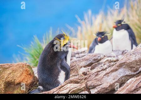 Pingouin macaroni (Eudyptes chrysolophus) et pingouins de la rockhopper (Eudyptes chrysocome chrysocome) sur un îlot rocheux, dans les îles Falkland-est, dans les îles Falkland Banque D'Images