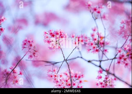 Fleurs sauvages de cerisier de l'Himalaya belles branches de fleurs de cerisier rose sur la nature en plein air. Fleurs Sakura roses de Thaïlande, rêve romantique im Banque D'Images