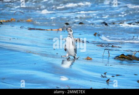 Manchot Magellanique (Spheniscus magellanicus) en marche, île Sea Lion, îles Falkland, Amérique du Sud Banque D'Images