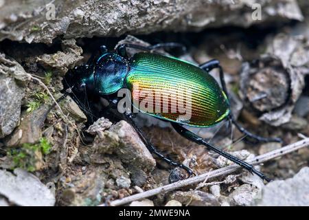 Chasseur de chenille forestière (Calosoma sycophanta), vallée du Rhin moyen près de Niederheimbach, Allemagne Banque D'Images