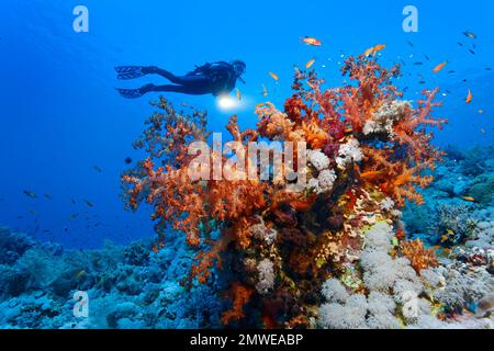 Plongeur survolant un bloc de corail avec divers coraux mous (Alcyonacea), récif d'Elphinstone, Mer Rouge, Egypte Banque D'Images