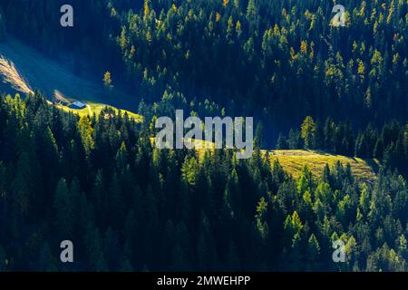 Forêt d'épicéa et alpage sur la Jenner, Schoenau, Berchtesgadener Land, Bavière, Allemagne Banque D'Images