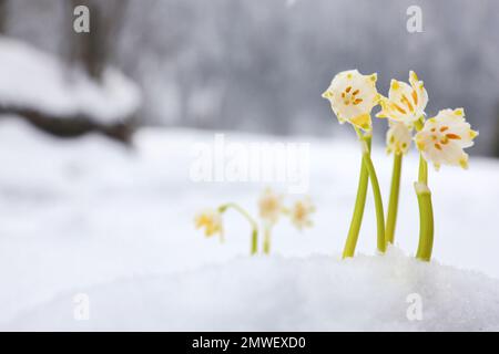 Flocons de neige printaniers qui poussent à l'extérieur le jour de l'hiver. Belles fleurs Banque D'Images