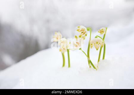 Flocons de neige printaniers qui poussent à l'extérieur le jour de l'hiver. Belles fleurs Banque D'Images