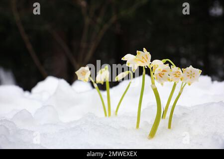 Flocons de neige printaniers qui poussent à l'extérieur le jour de l'hiver. Belles fleurs Banque D'Images