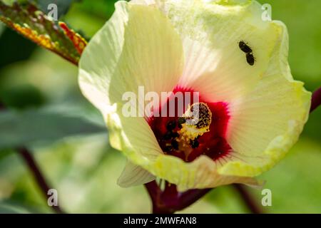 L'okra, Abelmoschus esculentus, est une plante à fleurs vivaces de la famille des méliche. Banque D'Images