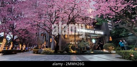 Linkou, Taïwan - 1 février 2023 : Starbucks à linko, New Taipei City, Taïwan au printemps avec l'arbre sakura pleine fleur. Banque D'Images