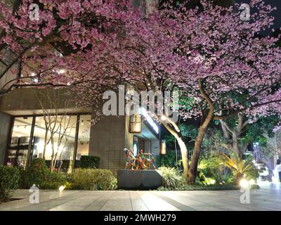 Linkou, Taïwan - 1 février 2023 : Starbucks à linko, New Taipei City, Taïwan au printemps avec l'arbre sakura pleine fleur. Banque D'Images