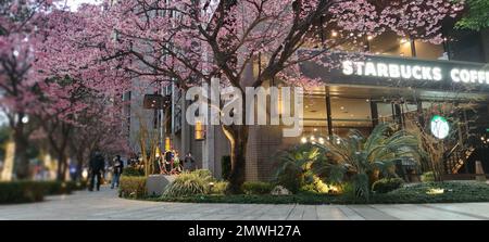 Linkou, Taïwan - 1 février 2023 : Starbucks à linko, New Taipei City, Taïwan au printemps avec l'arbre sakura pleine fleur. Banque D'Images