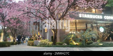 Linkou, Taïwan - 1 février 2023 : Starbucks à linko, New Taipei City, Taïwan au printemps avec l'arbre sakura pleine fleur. Banque D'Images