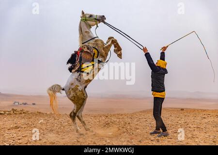 L'homme égyptien apprivolait le cheval avec un fouet au désert du Sahara d'El Giza, au Caire, en Égypte Banque D'Images