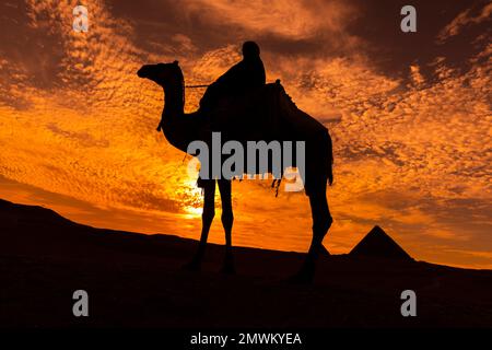 Chameaux en silhouette pendant le coucher du soleil aux Pyramides de Gizeh, le Caire, l'Egypte Banque D'Images