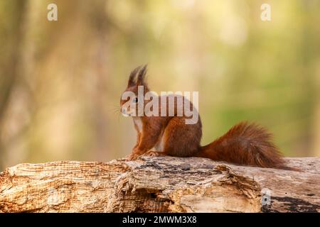 Un gros plan d'un écureuil commun (Sciurus vulgaris) sur le tronc brisé d'un arbre sur fond flou Banque D'Images