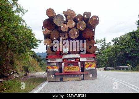 Très grandes billes de bois tropical récoltées dans la jungle de la forêt tropicale sur camion, Perak, Malaisie. Pas de PR Banque D'Images