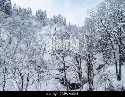 Arbres enneigés dans la préfecture de Niigata, au Japon, vus à partir d'un train sur la ligne de Joetsu Shinkansen. Banque D'Images