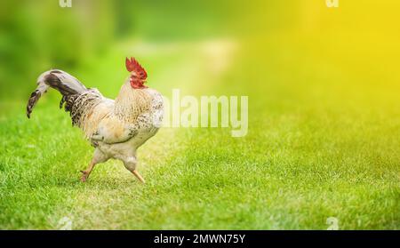 Coq, poulet, marche sur l'herbe verte dans une ferme écologique Banque D'Images