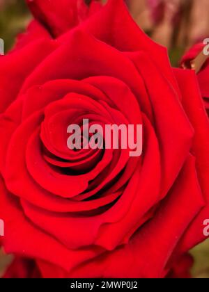 Une photo verticale d'une belle tête de rose rouge Banque D'Images