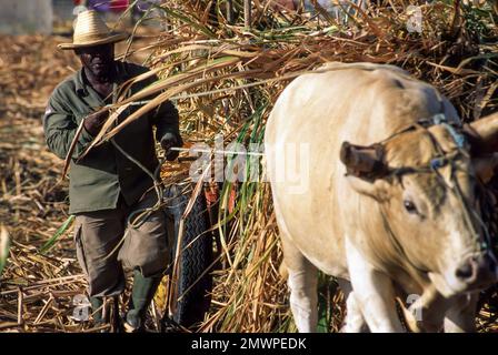 Antilles françaises. Guadeloupe, Marie Galante, récolte de canne à sucre Banque D'Images