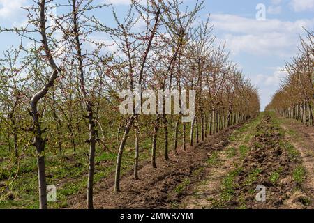 Arbres fruitiers plantés en rangée sur la ferme. Travaux agricoles du début du printemps. Verger de pommes. Sillons sur le sol. Champs pour différentes récoltes. Agricultural Banque D'Images