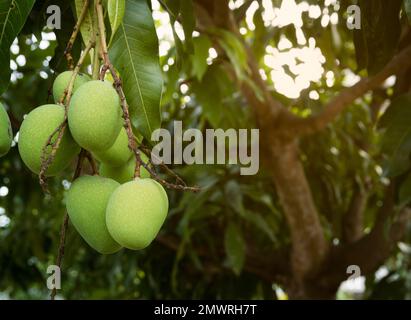 Gros plan sur le fruit de la mangue et l'arbre. Banque D'Images