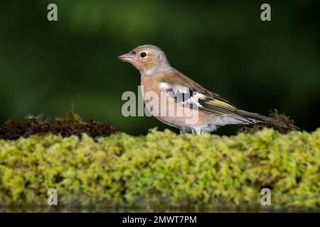 Un gros plan d'un chaffinch mâle comme il est debout sur la végétation à côté d'une piscine Banque D'Images