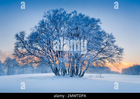 Tief verschneite Buchen zur Blauenstunde im Neuenburger Jura, Suisse Banque D'Images