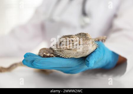 Vétérinaire examinant le lézard barbu sur la table en clinique, en gros plan. Animal exotique Banque D'Images