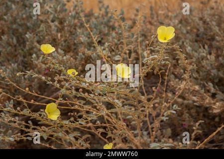 Épine du diable, Tribulus terrestris, Zygophyllaceae, désert du Namib, Namibie, Afrique Banque D'Images