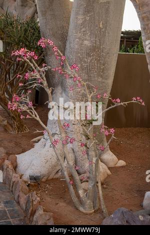 Rose désertique, Adenium obesum, Apocynaceae, désert du Namib, Namibie, Afrique Banque D'Images
