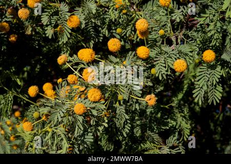 Épineux, Acacia nebrownii, Fabaceae, désert de Namib, Namibie, Afrique Banque D'Images