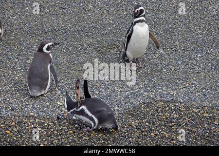 Penguins magellaniques, (Spheniscus magellanicus), trois sur une plage, Tierra del Fuego, Patagonie, Argentine. Banque D'Images