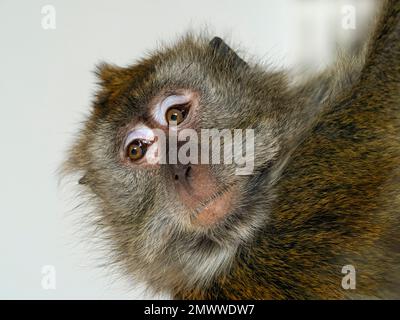 Manger du crabe fasdicularis Macaque Macaca portrait Banque D'Images