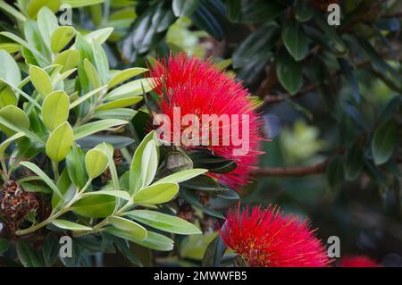 Un gros plan de la fleur de Pohutukawa (Metrosideros excelsa), également connue sous le nom d'arbre de Noël de Nouvelle-Zélande Banque D'Images