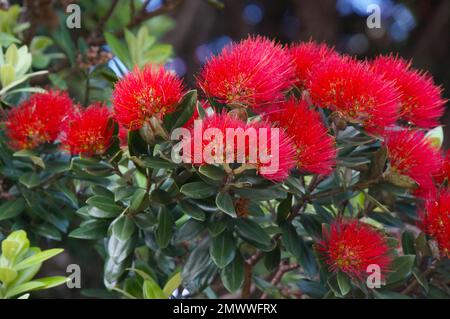 Un gros plan de la fleur de Pohutukawa (Metrosideros excelsa), également connue sous le nom d'arbre de Noël de Nouvelle-Zélande Banque D'Images