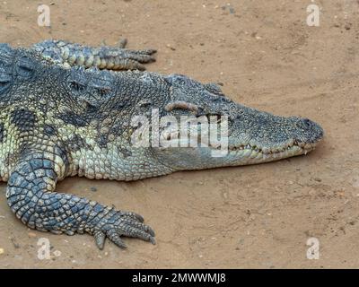 Crocodile siamois Crocodylus siamensis portrait Banque D'Images