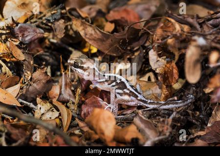 Ocelot Gecko - Paroedura picta, petit gecko nocturne endémique dans les forêts sèches de Madagascar, la forêt de Kirindy. Banque D'Images