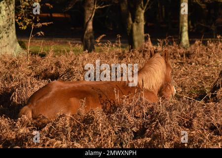 Nouveau poney forestier reposant dans la bruyère au soleil de midi Banque D'Images