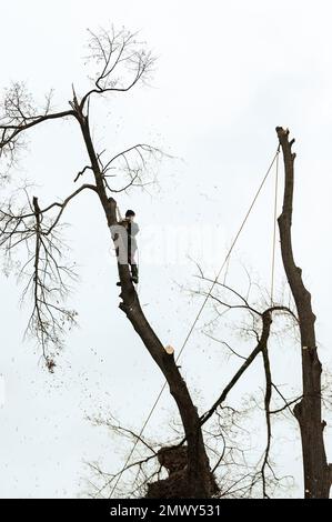 Ivano-Frankivsk, Ukraine 15 décembre 2022: Un arboriste mâle coupe un arbre dans la campagne, un arbre sur le fond du ciel, une silhouette d'une personne et Banque D'Images