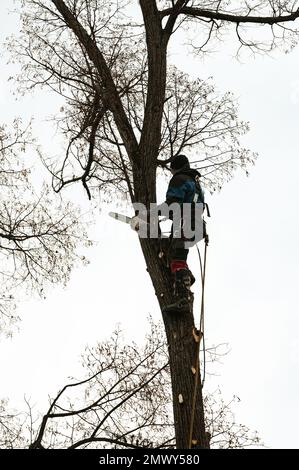 Ivano-Frankivsk, Ukraine 15 décembre 2022: Un arborien coupe un arbre, un arbre haut et dangereux, élaguer un arbre par temps nuageux, silhouette d'un bûche Banque D'Images