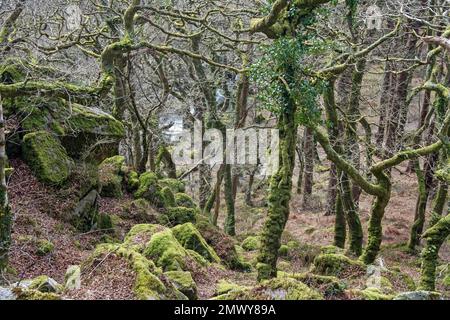 La mousse couvrait des arbres à Dewerstone Woods aux bords de Dartmoor dans le sud du Devon. Banque D'Images