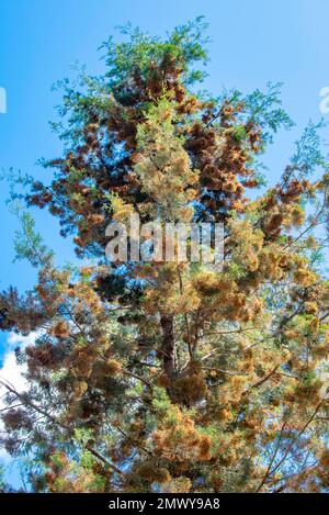 Un pin de Chypre indigène australien (CALLITRIS glaucophylla) également connu sous le nom de Cyrpus blanc, de pin cyprès de Murray River et de pin cyprès du nord Banque D'Images