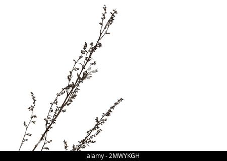 Pinceau sec isolé sur blanc, gros plan photo d'hiver, photo d'arrière-plan naturelle. Artemisia campestris Banque D'Images