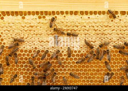 Mouvement des abeilles floues travaillant avec du miel sur un cadre avec des nids d'abeilles Banque D'Images